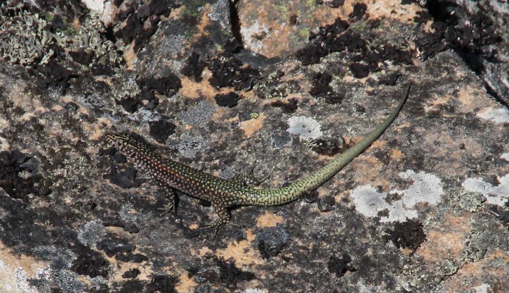 Southern Rock Lizard