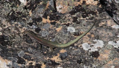 Southern Rock Lizard