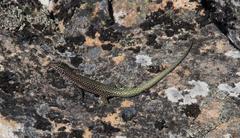 Australolacerta australis