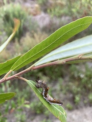 Limenitis lorquini