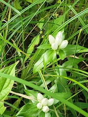 Gentiana alba