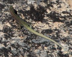 Australolacerta australis