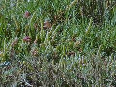 Salicornia tegetaria