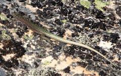 Australolacerta australis