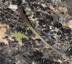 Australolacerta australis