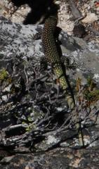 Australolacerta australis