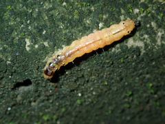 Glyphodes bivitralis