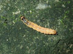 Glyphodes bivitralis