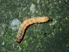 Glyphodes bivitralis