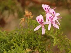 Pelargonium denticulatum