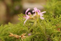 Pelargonium denticulatum
