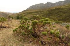 Pelargonium denticulatum