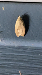 Machimia tentoriferella