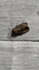 Lacinipolia renigera