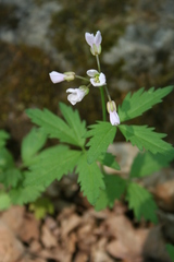 Cardamine maxima
