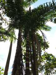 Bactris gasipaes
