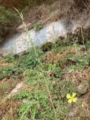 Oenothera longissima
