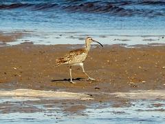 Numenius arquata orientalis