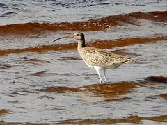 Numenius arquata orientalis