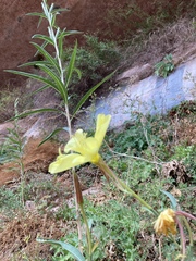 Oenothera longissima