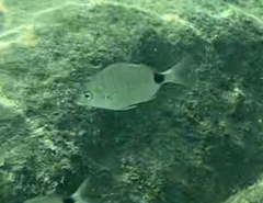 Diplodus holbrookii