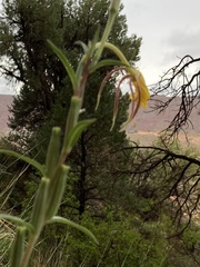 Oenothera longissima