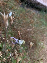 Aquilegia micrantha
