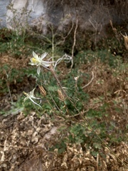 Aquilegia micrantha