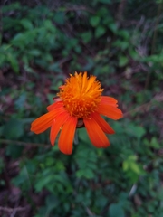 Adenophyllum appendiculatum