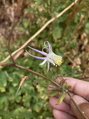 Aquilegia micrantha
