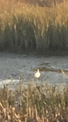 Recurvirostra americana