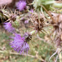 Cirsium rydbergii