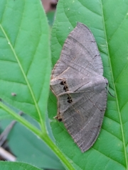 Psamathia placidaria