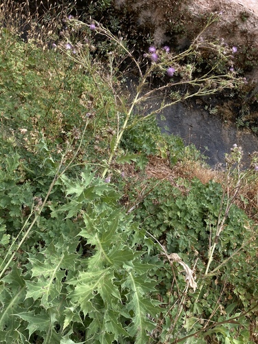 Rydberg's thistle (Cirsium rydbergii)