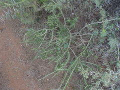 Aspalathus spinosa glauca