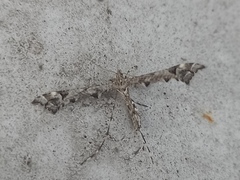 Amblyptilia punctidactyla