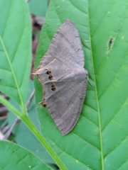 Psamathia placidaria