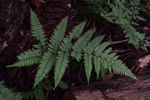 Athyrium vidalii, photograph 1