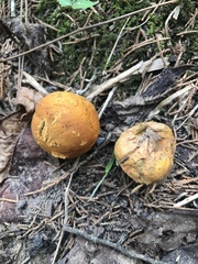 Calvatia rubroflava