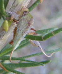 Aspalathus spinosa glauca