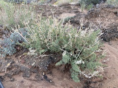 Lomatium parryi