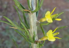 Aspalathus spinosa glauca