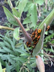 Oncopeltus fasciatus