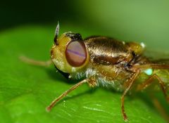 Odontomyia atrovirens