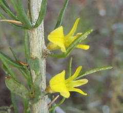 Aspalathus spinosa glauca