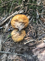 Calvatia rubroflava
