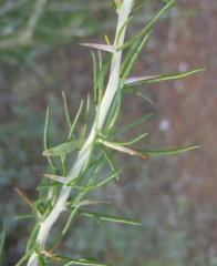 Aspalathus spinosa glauca