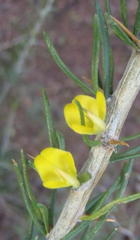 Aspalathus spinosa glauca