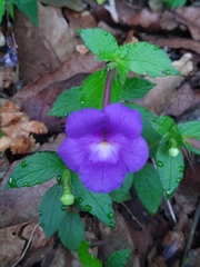 Achimenes longiflora