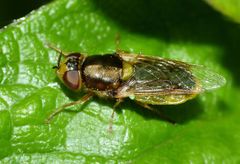 Odontomyia atrovirens